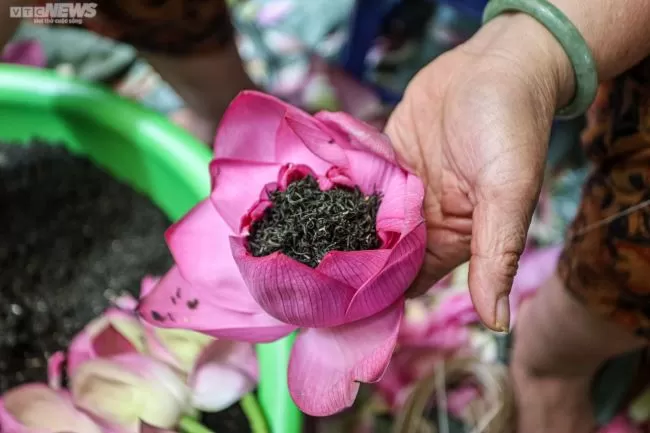 ハノイの蓮の花シーズン｜西湖で楽しむベトナムの夏の絶景・ハノイ市内観光オススメツアー・日本語ガイド付き